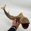 Wielka rzeźba rekin wykonana z naturalnego rogu Como Włochy 67 cm
