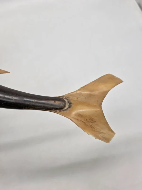 Wielka rzeźba rekin wykonana z naturalnego rogu Como Włochy 67 cm