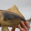 Wielka rzeźba rekin wykonana z naturalnego rogu Como Włochy 67 cm