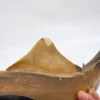 Wielka rzeźba rekin wykonana z naturalnego rogu Como Włochy 67 cm
