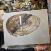 Grafika Heinz Göbel Lost in Transition pniak drzewa sygnatura antyrama 42x53 cm